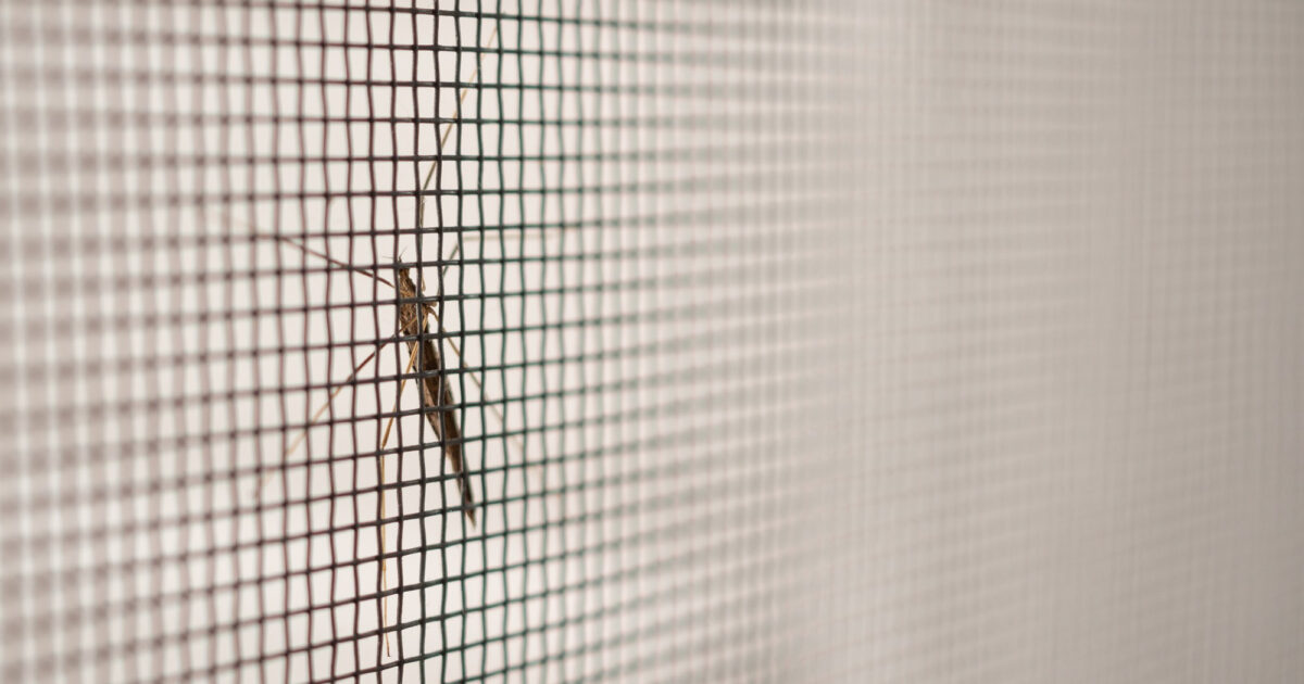 Czy warto używać moskitiery do okien